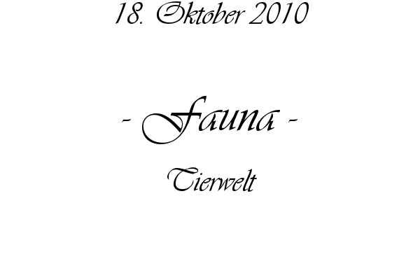 Fauna - Tierwelt