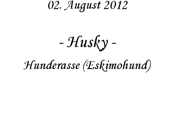 Husky - Hunderasse (Eskimohund)