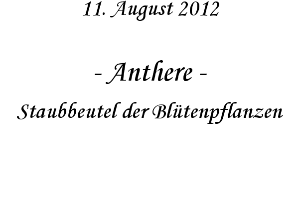 Anthere - Staubbeutel der Bl�tenpflanzen