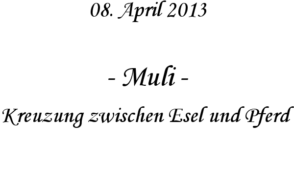 Muli - Kreuzung zwischen Esel und Pferd