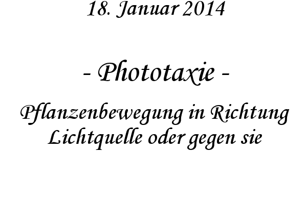 Phototaxie - Pflanzenbewegung in Richtung Lichtquelle oder gegen sie