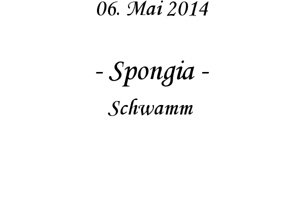Spongia - Schwamm