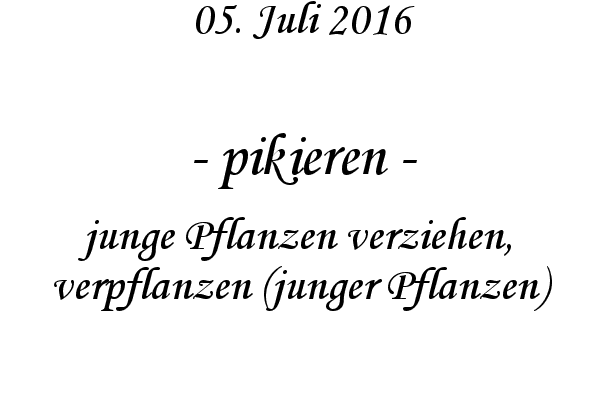 pikieren - junge Pflanzen verziehen, verpflanzen (junger Pflanzen)
