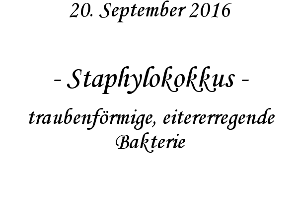 Staphylokokkus - traubenfrmige, eitererregende Bakterie
