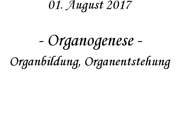 Organogenese - Organbildung, Organentstehung
