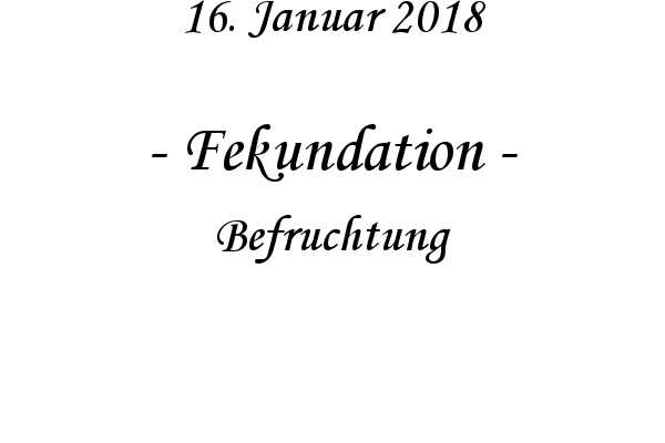Fekundation - Befruchtung