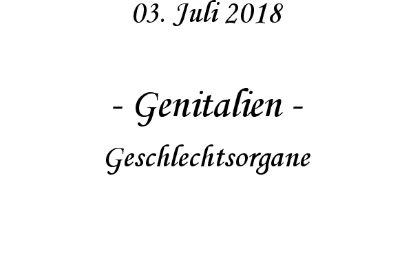 Genitalien - Geschlechtsorgane
