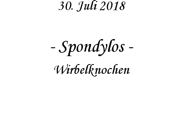 Spondylos - Wirbelknochen
