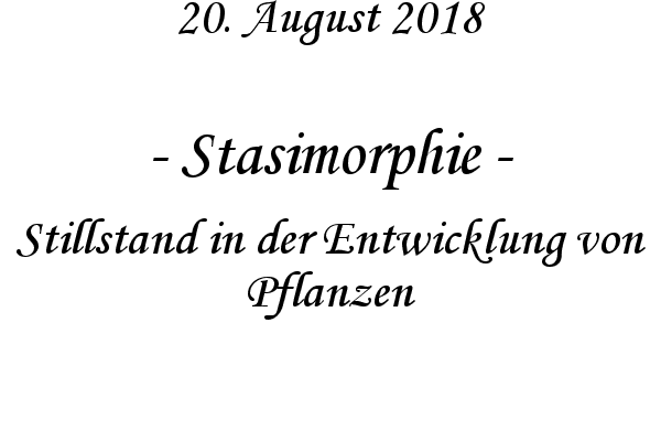 Stasimorphie - Stillstand in der Entwicklung von Pflanzen
